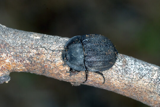 Black Darkling Beetle Perched on Native Woodland Branch