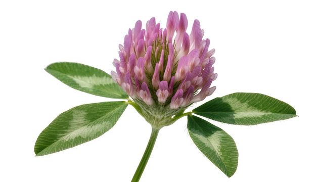 Pink clover flower with green leaves