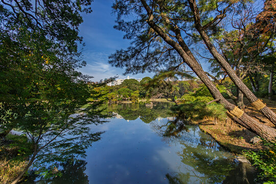 Grand pine trees with traditional straw wraps reflected on the large pond at Rikugien Garden November 2023