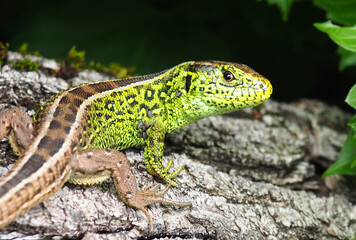 Fototapeta premium Green lizard close-up on tree bark in natural habitat