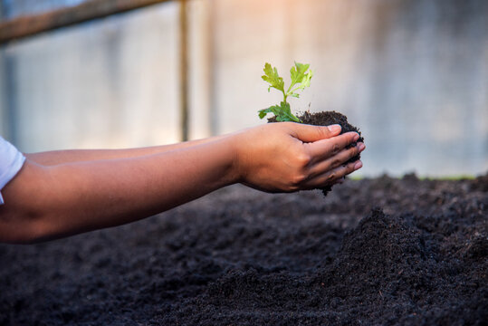 Geotechnical engineer hands holding Black soil tester. Soil boring technician at furrow eco green farm biotechnology sustainable quality control. Plowing dirt Black soil check Smart Farmer Farmland