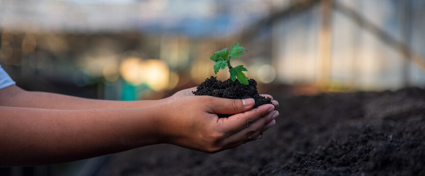Banner Farmer hands planting tomato tree. Growing Red tomato Smart farmer plant in organic eco green farm sustainable quality control. Hand holding tomato plant in greenhouse with copy space