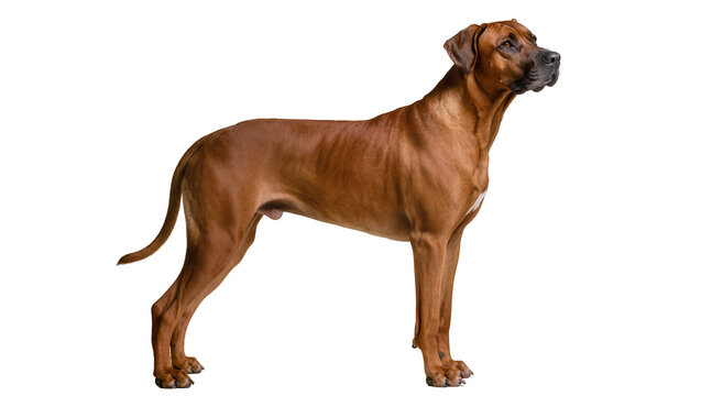 Rhodesian Ridgeback dog standing profile view
