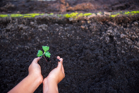 Geotechnical engineer hands holding Black soil tester. Soil boring technician at furrow eco green farm biotechnology sustainable quality control. Plowing dirt Black soil check Smart Farmer Farmland