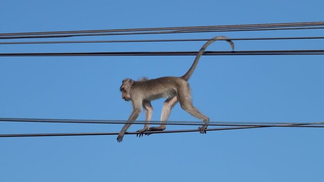 Its like Tonkin leaf monkey (Trachypithecus francoisi) Old World monkey with a sharp crest, herbivores and fruit-eaters. Thailand. Deftly climbs the slippery electric cable