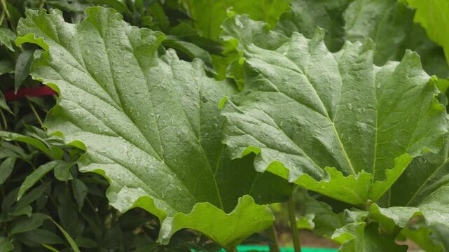 Close up of vibrant green rhubarb leaves with water droplets in a garden setting, emphasizing fresh, organic produce and natural growth.