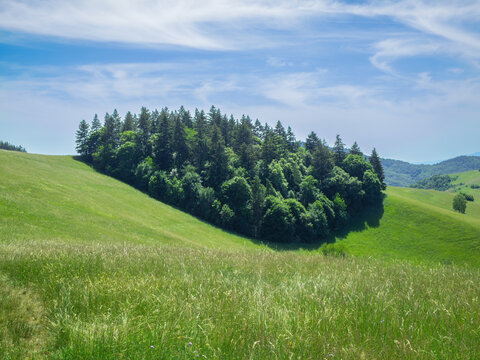 Lush Green Forest on Rolling Hills