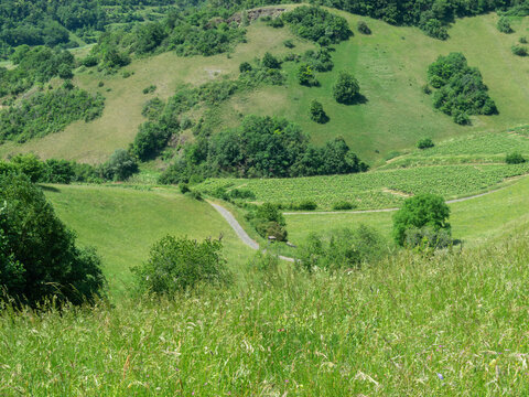 Lush Green Hillside Landscape