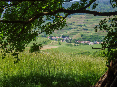 Scenic Terraced Vineyard Village