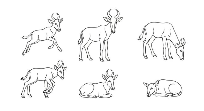 Set of Hartebeest Antelope Poses, Line Art Illustration