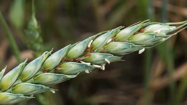 The English Grain Aphid (Sitobion avenae) on wheat. It is an aphid in the Aphididae family in the order Hemiptera, pest of cereals.