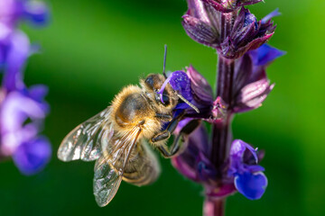 Wildbiene © BundArt