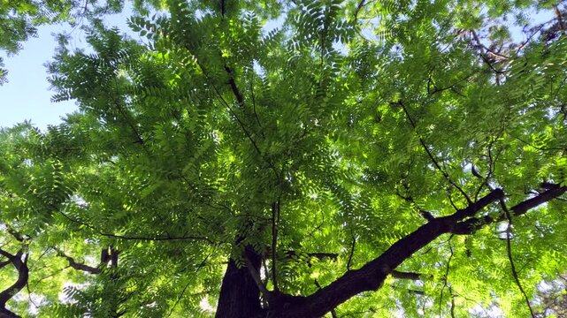 Looking up through the lush green canopy of a large tree in a French park. Sunlight filters through bright leafy branches against a clear blue sky creating a dappled natural light pattern