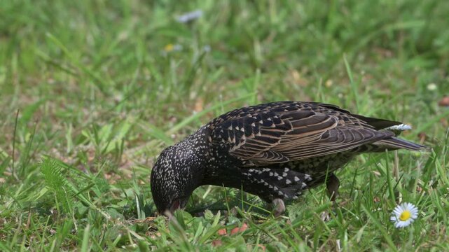 Starling (Sturnus vulgaris) using its beak to prise apart the grass on a lawn to find food underneath. May, Kent, UK [Slow motion x4]