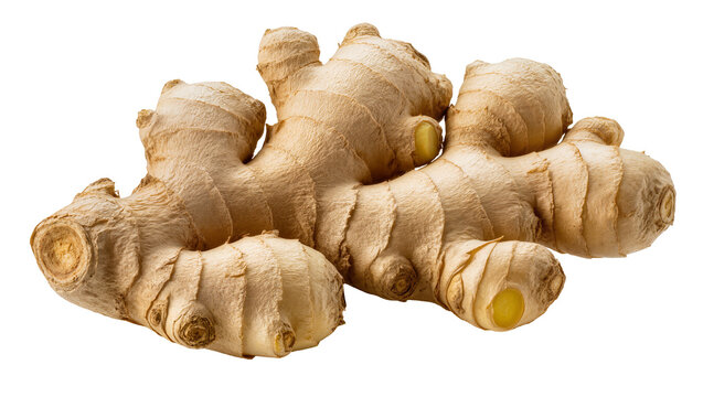 Fresh ginger root with textured skin and visible segments