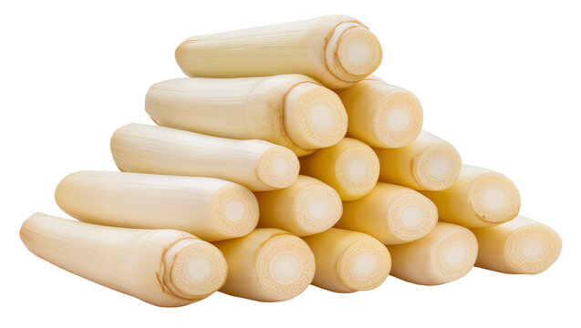 Pile of fresh palm heart pieces