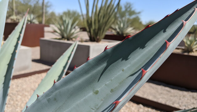 Blue Agave leaf texture with powdery glaucous surface and red thorns