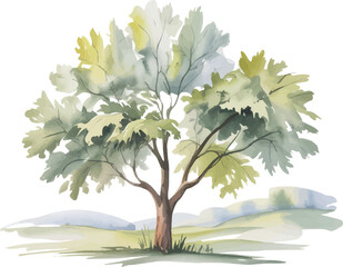 Fototapeta premium Watercolor Silver Maple Illustration, Acer Saccharinum Tree Botanical Clipart Vector Isolated on White Background