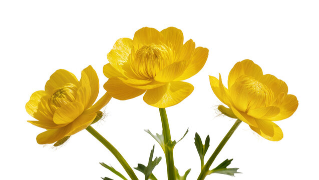Three yellow globe flowers with green stems and leaves