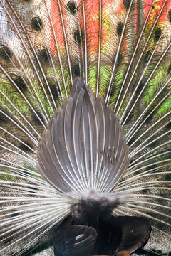 Detailed texture of peacock tail feathers from behind