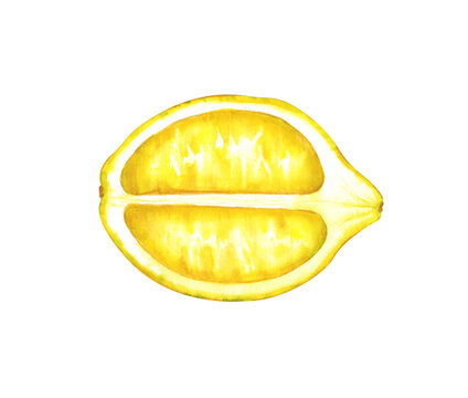 Watercolor lemon half isolated on white background. Hand-painted longitudinal slice of yellow citrus fruit illustration for design, food packaging, and patterns