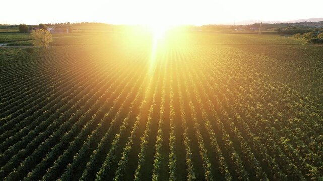 Radiant sun illuminating expansive grape fields. Vivid sunlight casts long shadows on vineyards at dawn