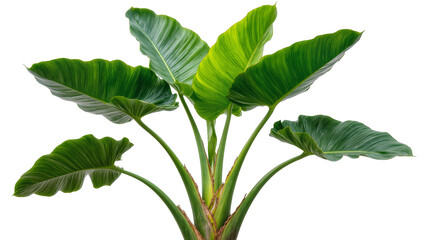 Large green elephant ear plant with wavy leaves © Emma
