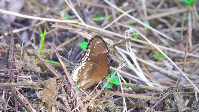 Hypolimnas bolina, great eggfly female with genetic polymorphism, in winter Thailand forest