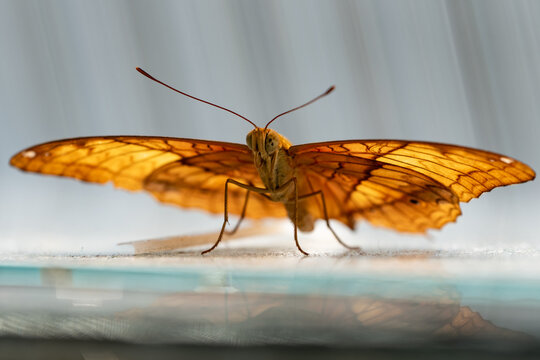 The butterfly depicted is probably the species Vindula erota or the related species Vindula dejone
