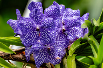 It is also known as the Blue Vanda and is native to the Himalayan regions and northeastern India. © vaclav