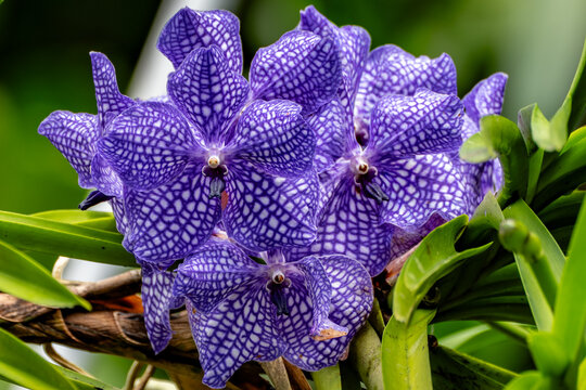 It is also known as the Blue Vanda and is native to the Himalayan regions and northeastern India.