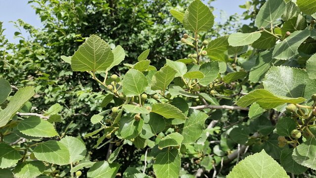 A common fig (Ficus carica) branch showing fruits at various stages of maturity