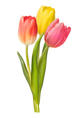 Fototapeta premium Three vibrant tulips in red, yellow, and pink on a white background.