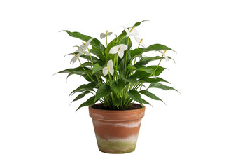 Fototapeta premium Potted peace lily plant with white spathe flowers and dark green leaves in a weathered terracotta pot isolated on a black background