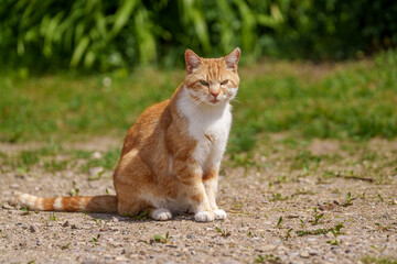 cat on the grass © talavietis