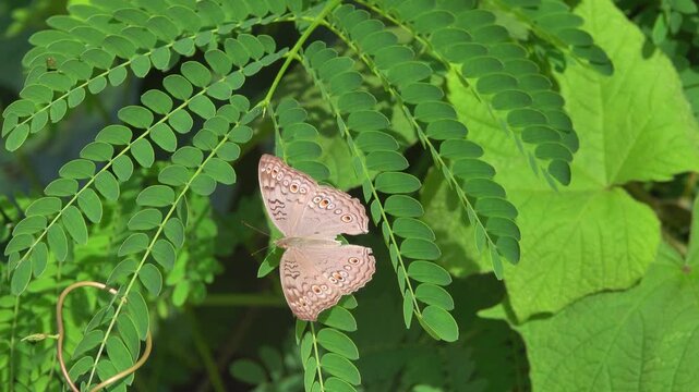 Junonia atlites, The grey pansy butterfly in Thailand winter forest
