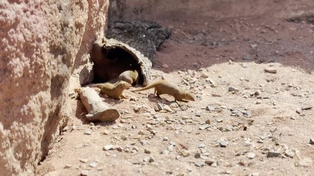 Lizard at burrow entrance on rocky ground