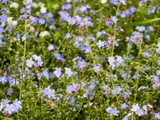 Obraz premium A dense field of delicate blue and white Forget-Me-Not flowers (Myosotis) with green stems, creating a soft, natural garden background. Ideal for spring, nature, or serene themes.