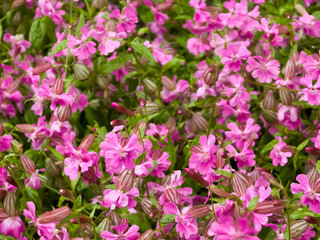 Obraz premium Abundance of blooming pink nodding catchfly flowers (Silene pendula) with striped seed pods in a summer garden.
