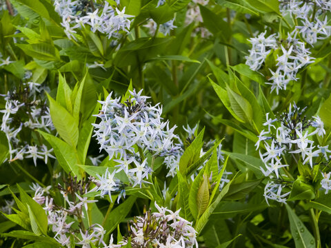 Clumps of Amsonia tabernaemontana (Blue Star) display their delicate pale blue, star-shaped blossoms amidst vibrant green foliage, ideal for nature and garden themes.