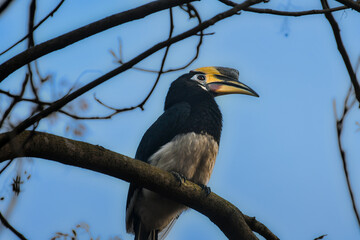 Obraz premium Indian gray hornbill