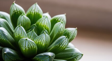 Fototapeta premium Elegant close-up of a translucent succulent with smooth jade leaves illuminated by soft light, perfect for minimalist nature home decor, translucent, glass-like, green