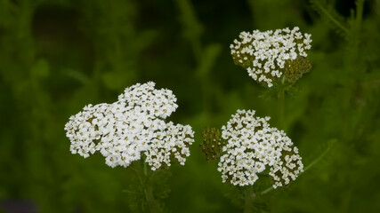 White Yarrow (Achillea millefolium) flower clusters stand out against a soft green background, showcasing their intricate, flat-topped blooms. Ideal for herbal, natural medicine, wildflower themes. © Dan