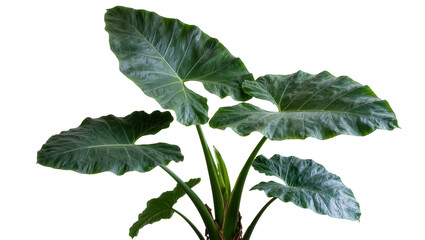 Large green elephant ear plant with wavy leaves © Laura