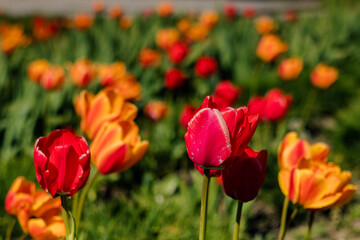Obraz premium Elegant tulip blossoms with rich red and yellow tones blooming in a radiant spring garden under natural sunlight.