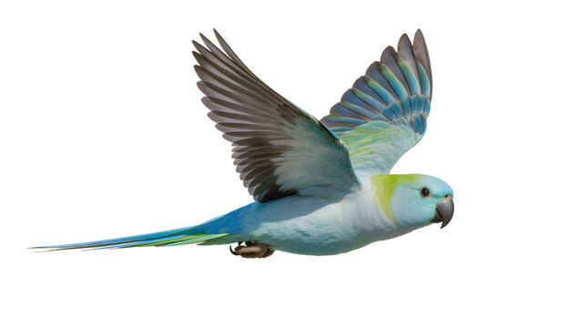 Blue Quaker Parrot in flight with wings spread