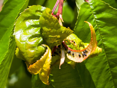Myzus cerasi (black cherry aphids) cause severe leaf curl and distortion on cherry tree leaves, clearly showing pest infestation and plant damage.