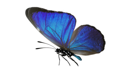 Blue Morpho Butterfly with Iridescent Wings © Laura