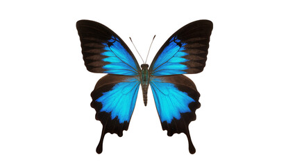 Blue and black butterfly with spread wings © Laura