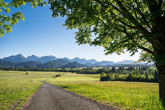 Scenic View of Blooming Summer Meadows Near Schwangau and Fuessen in Bavaria Germany, Panoramic Alpine Landscape with Afternoon Sun, Green Fields, Wooden Huts and Ammergau Alps Mountain Peaks